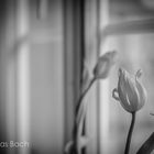 Tulpe am Fenster