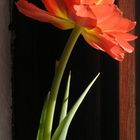 Tulpe am Fenster