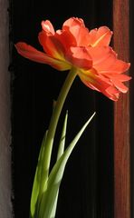 Tulpe am Fenster