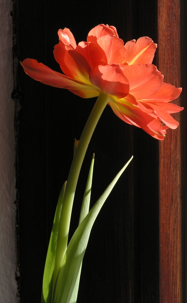 Tulpe am Fenster - der Sonne entgegen von Michael Andreas Heine 