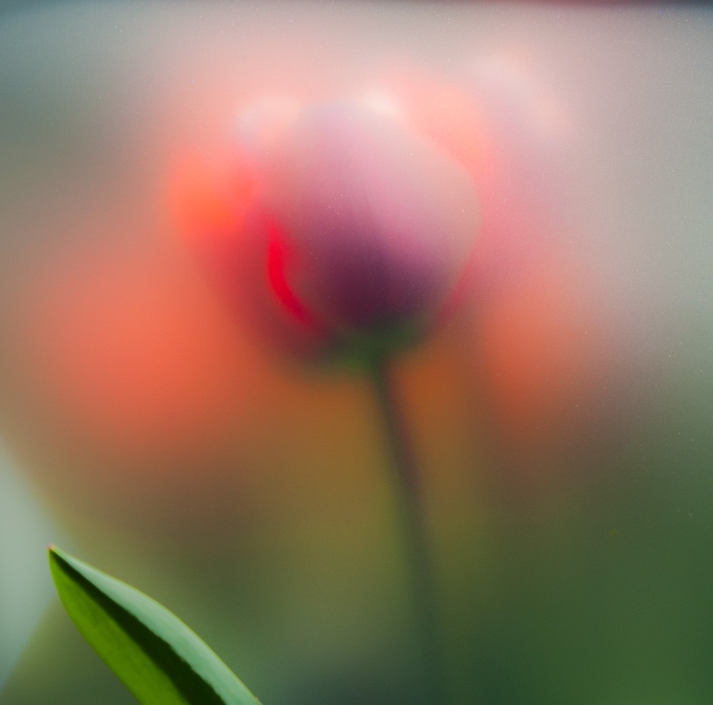 Tulpe am frühen Morgen beim ersten Lichte