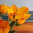 Tulpe am Meer