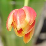 Tulpe am Mittwoch