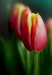 Tulpe am Mittwoch