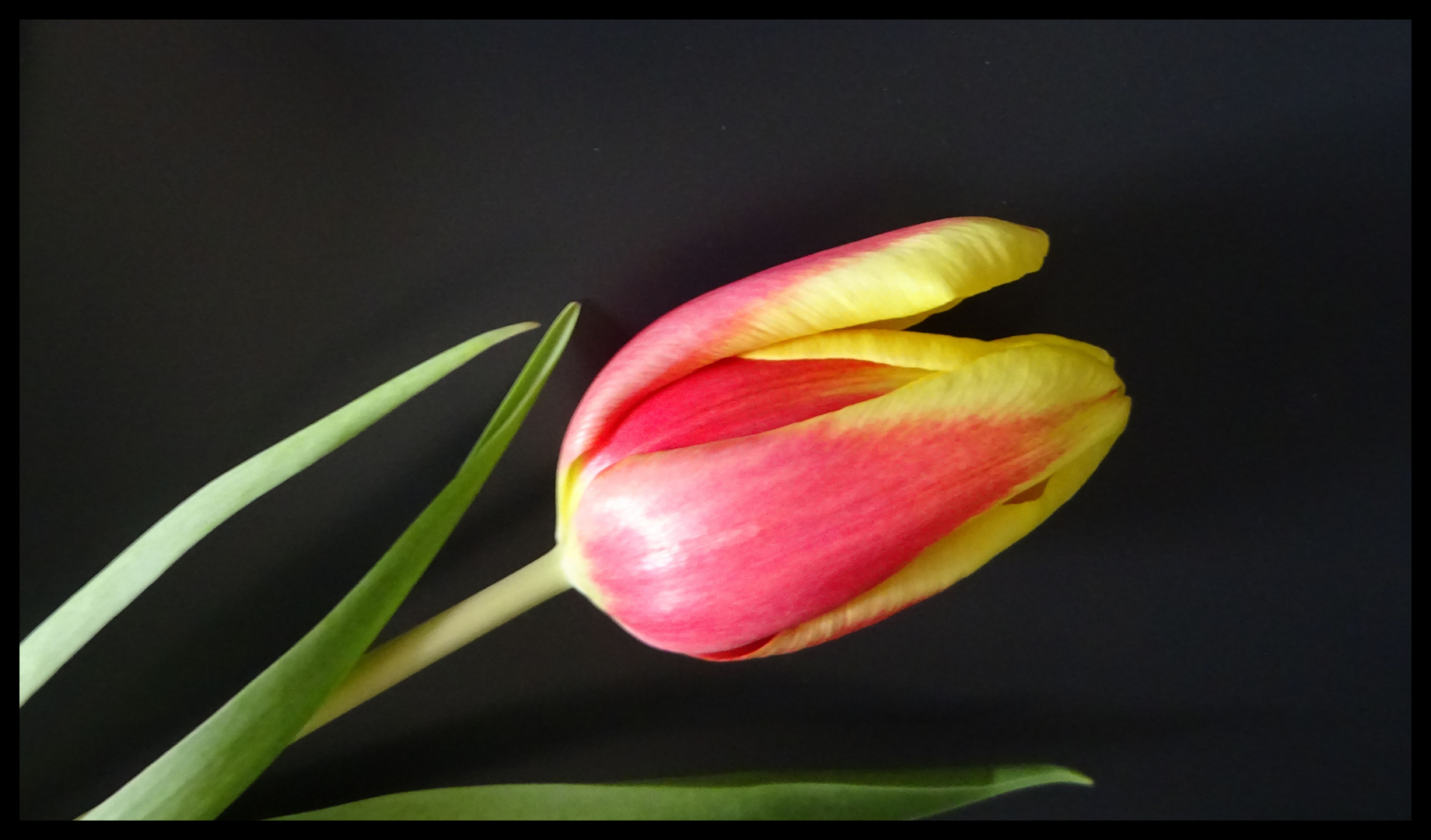 Tulpe am Mittwoch