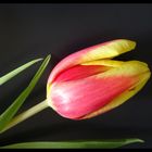 Tulpe am Mittwoch