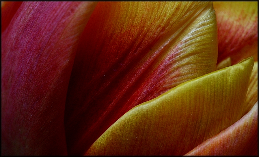 Tulpe am Morgen