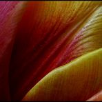 Tulpe am Morgen