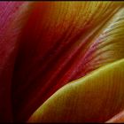 Tulpe am Morgen