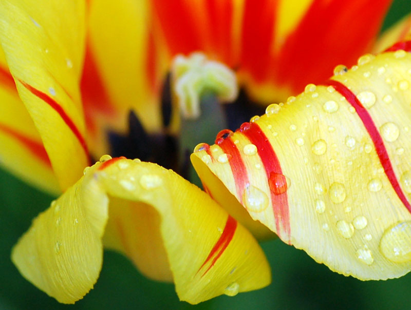 Tulpe am Morgen