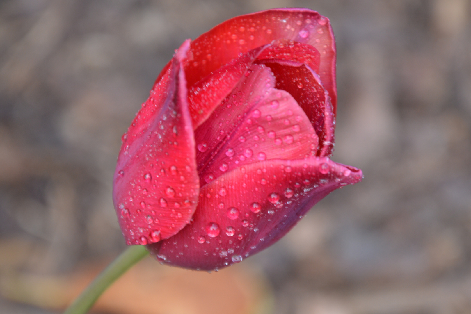 Tulpe am Morgen