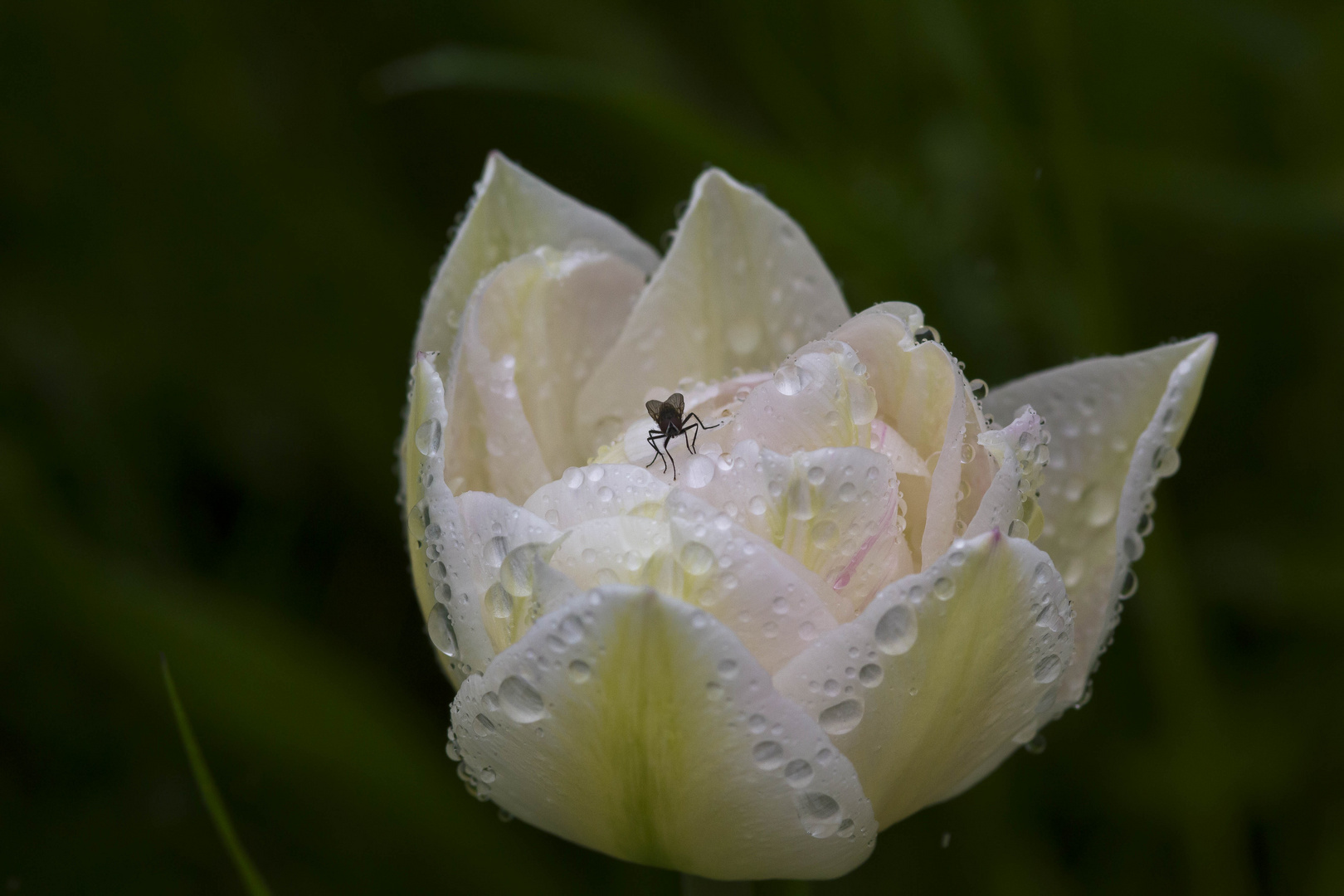 Tulpe am Morgen ...