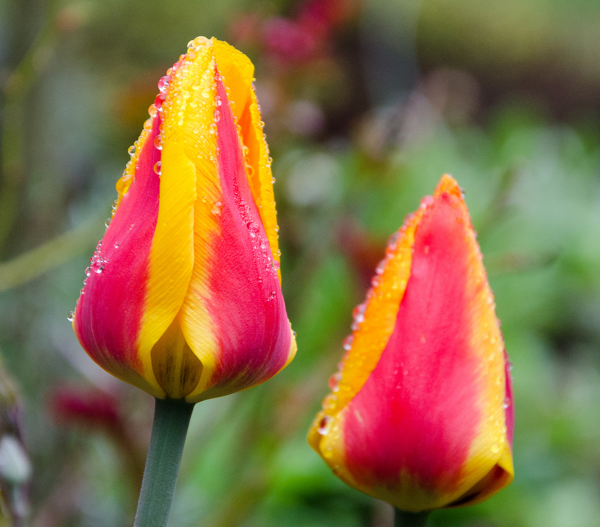 Tulpe am Morgen