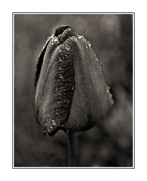 Tulpe am Morgen