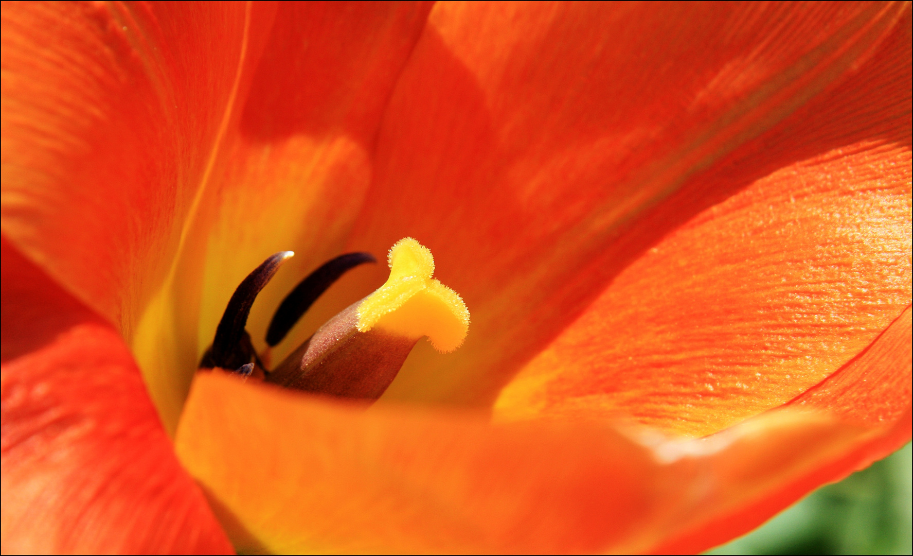 Tulpe am Morgen