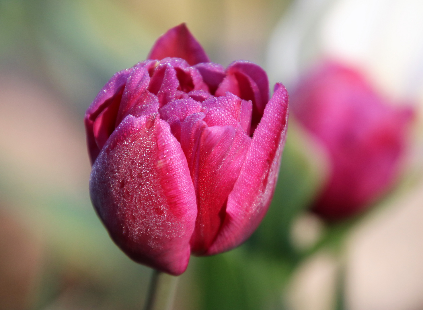 Tulpe am Morgen - Mittwochsblümchen