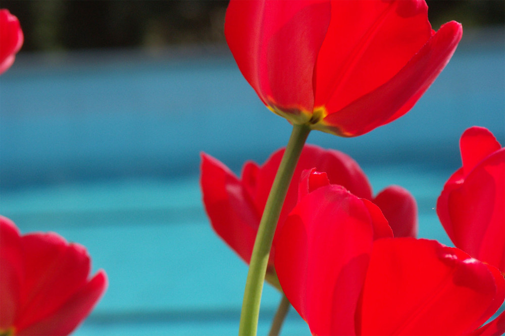 Tulpe am Pool