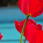 Tulpe am Pool