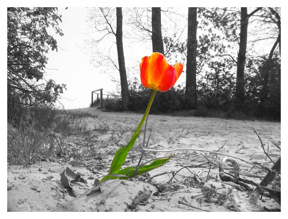 Tulpe am Strand!?