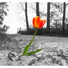 Tulpe am Strand!?