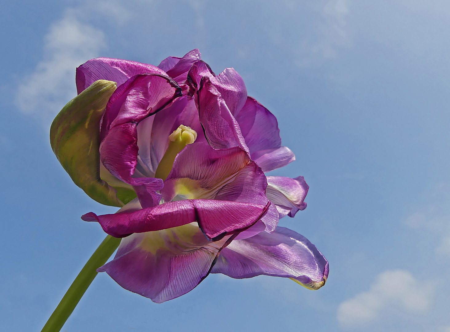 Tulpe am Verblühen