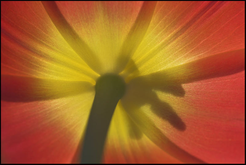 Tulpe ... Ameisenperspektive