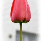 Tulpe an einem regnerischem Tag