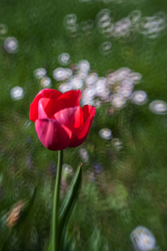 Tulpe an Gänseblümchen vor dem Mähen