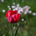 Tulpe an Gänseblümchen vor dem Mähen