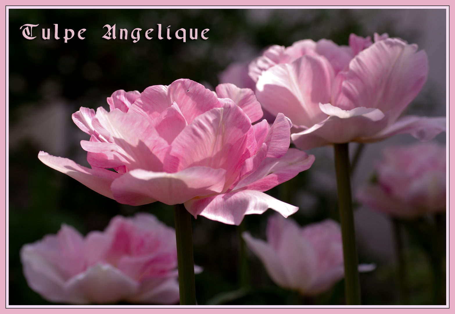 Tulpe Angelique