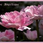 Tulpe Angelique