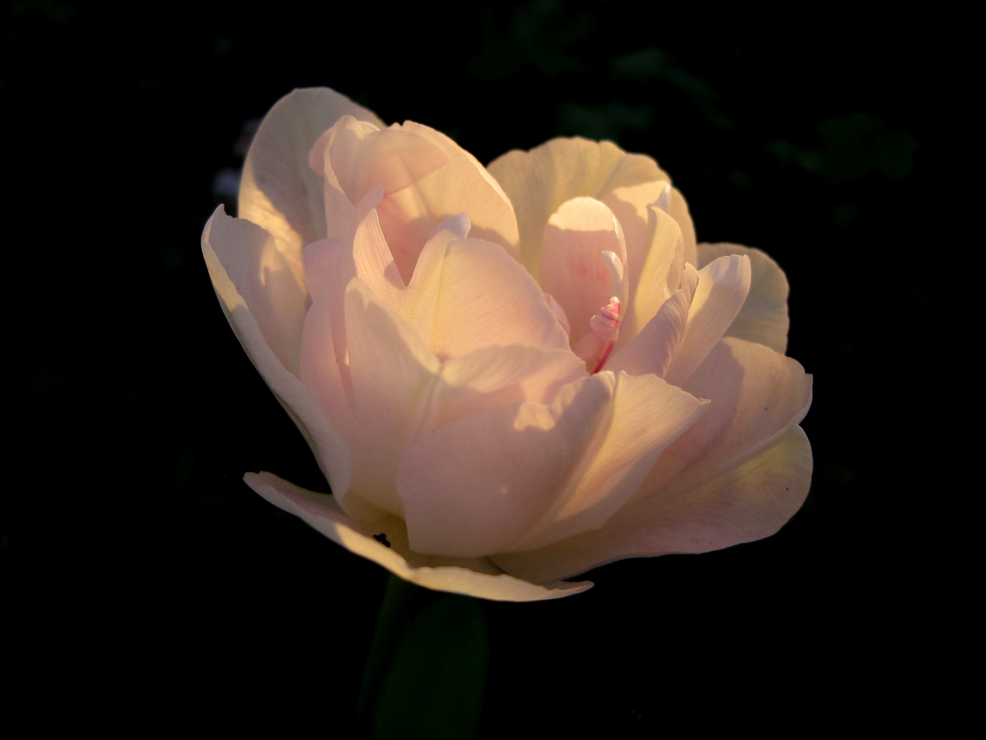 Tulpe Angelique