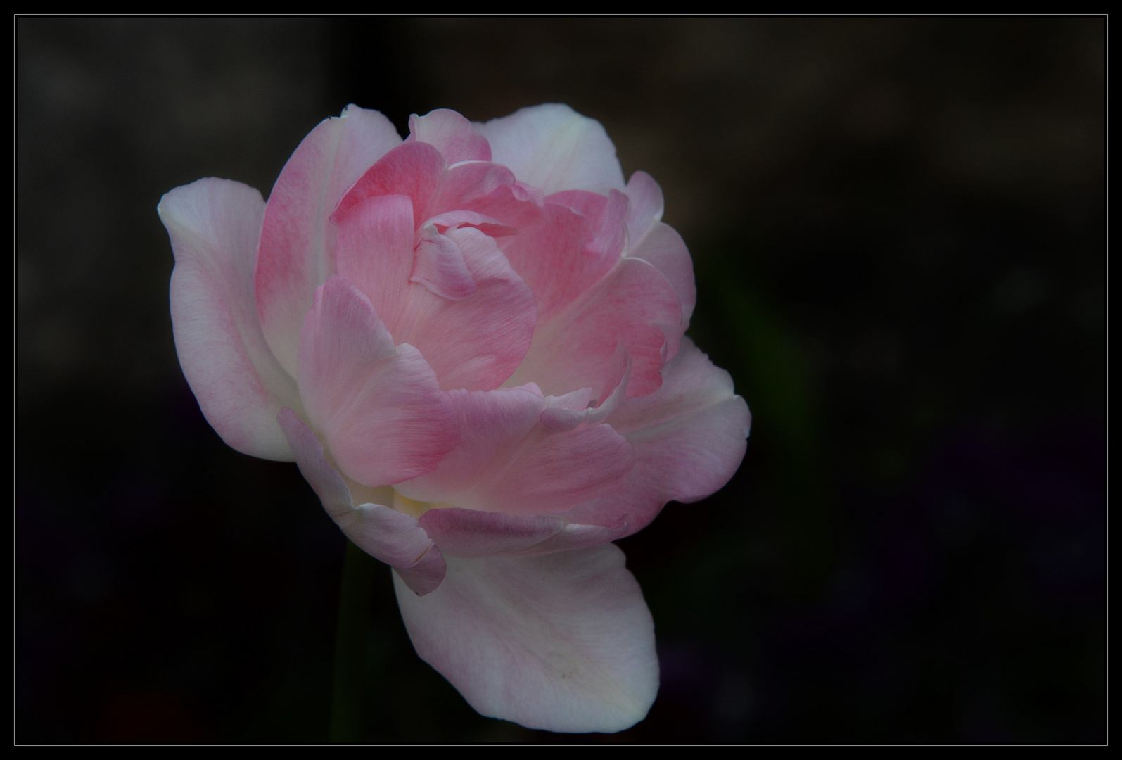 Tulpe Angelique