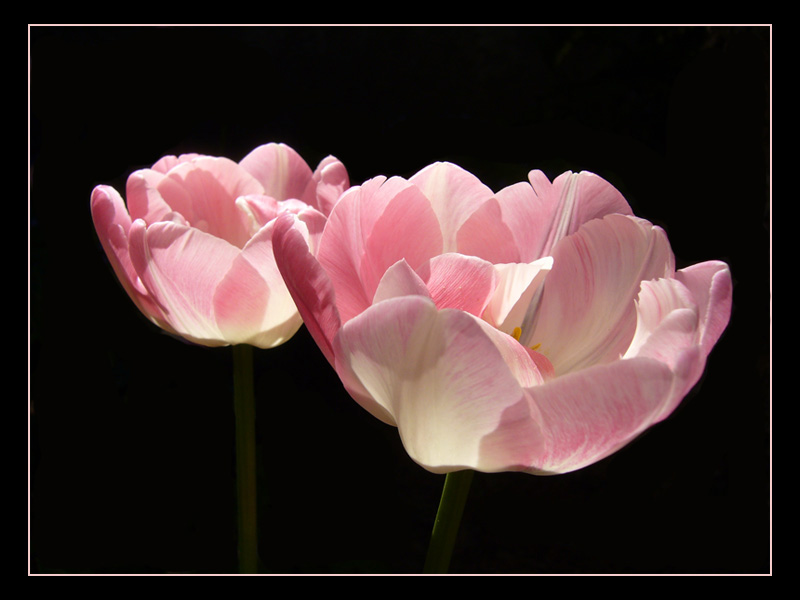 Tulpe 'Angelique' II