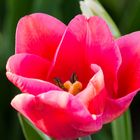 Tulpe April 2018