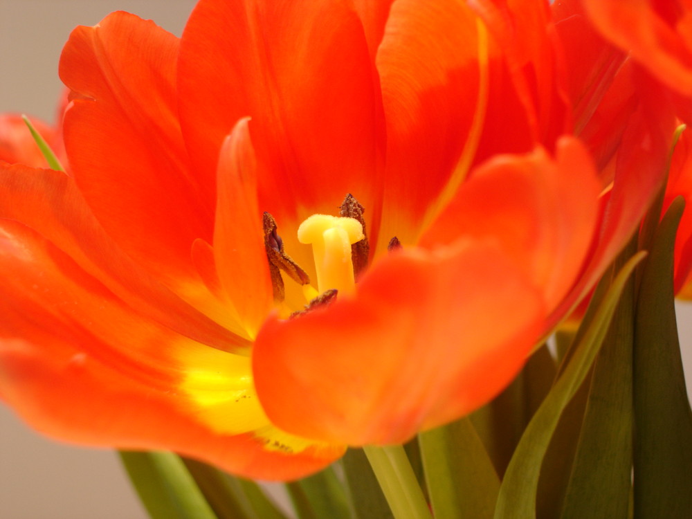 Tulpe auf der CeBIT '07 (2)