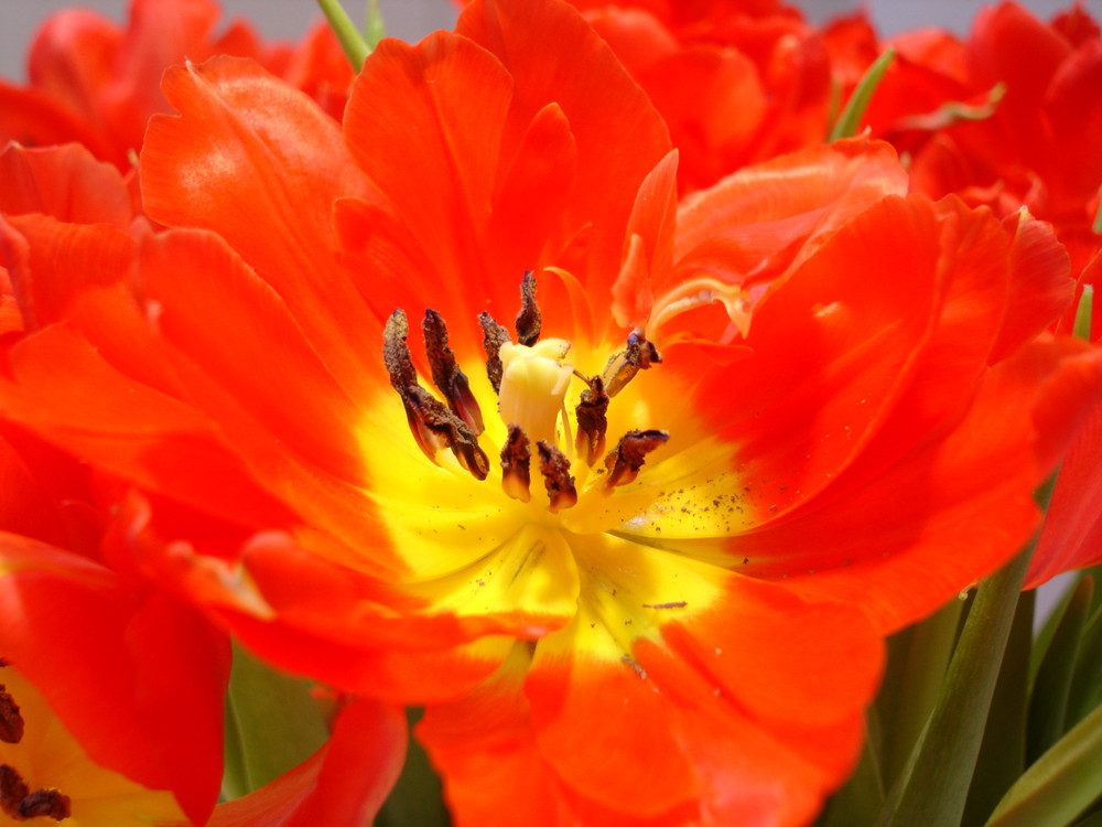 Tulpe auf der CeBIT 2007 (1)