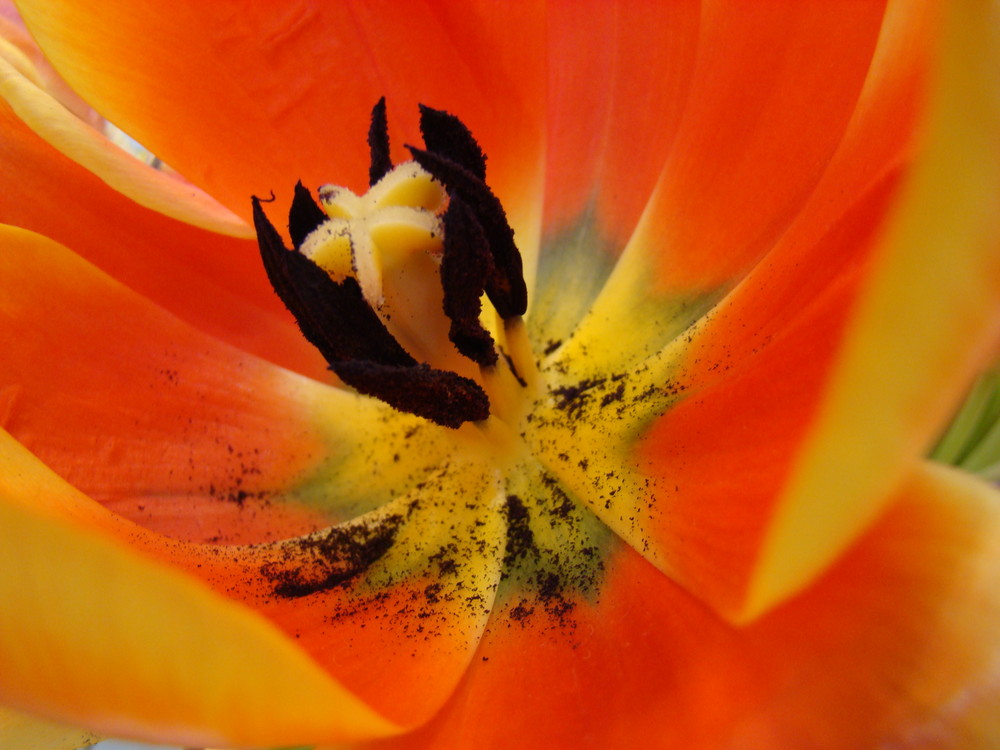 Tulpe auf der CeBIT 2008 (2)