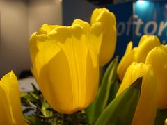 Tulpe auf der CeBIT 2009