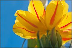 Tulpe auf der Mainau