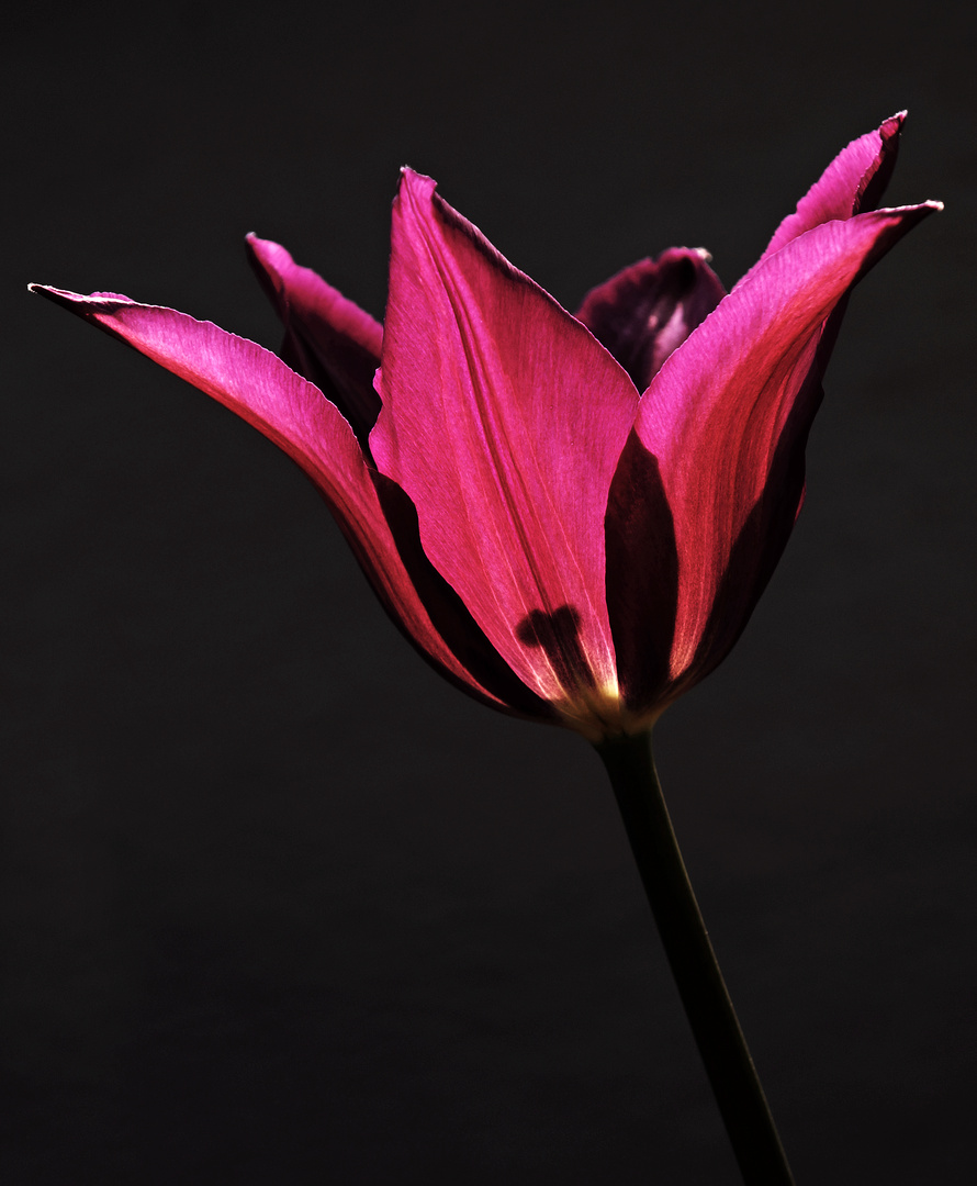 Tulpe auf der Terrasse