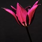 Tulpe auf der Terrasse