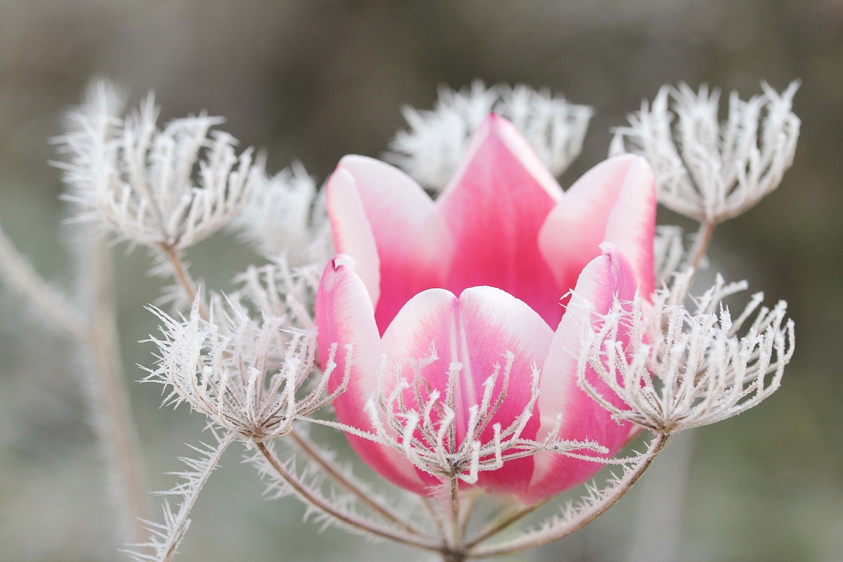 Tulpe auf Eis