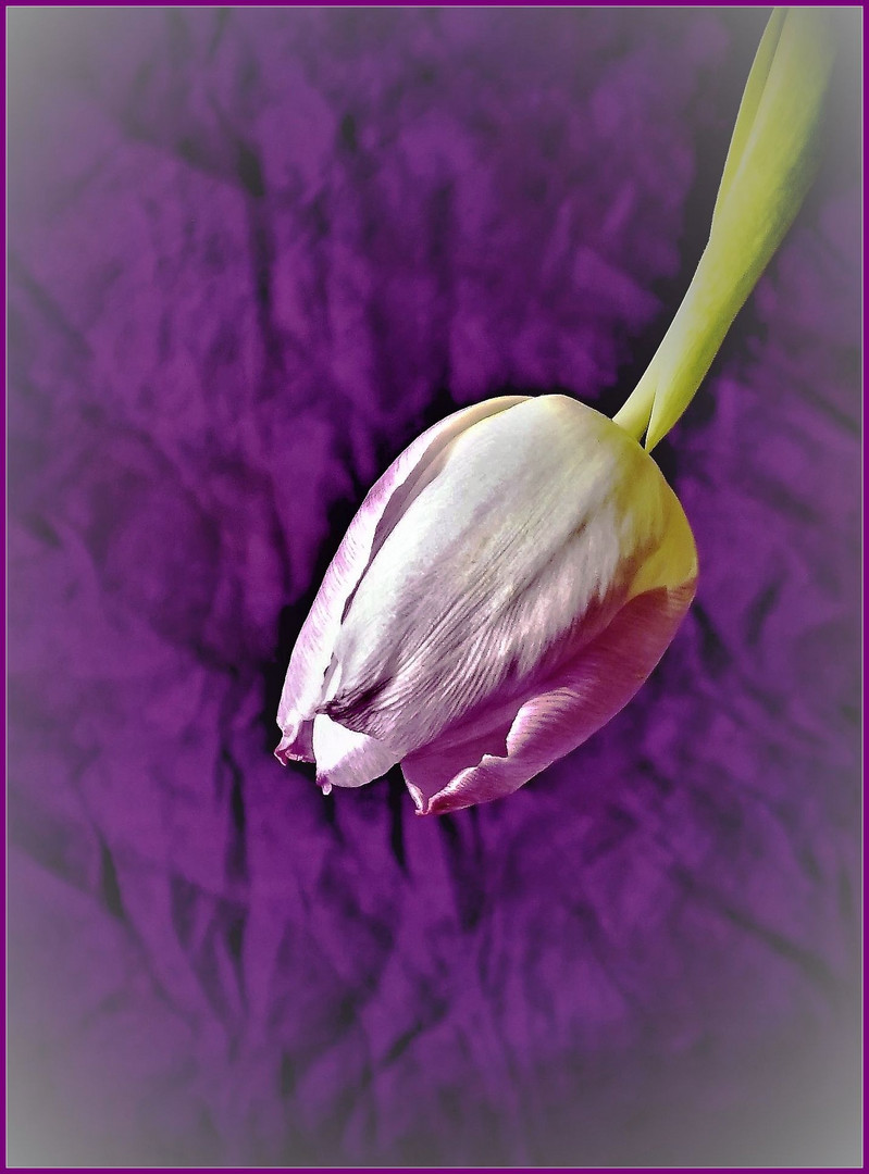 Tulpe auf lila Tuch