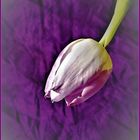 Tulpe auf lila Tuch