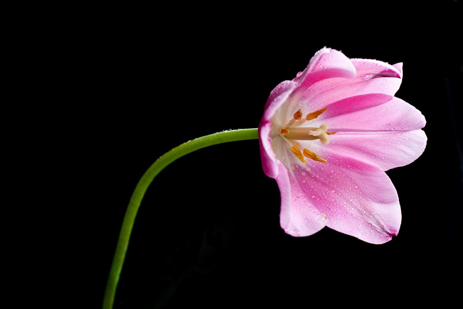 Tulpe auf schwarzem Hintergrund