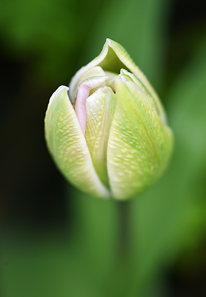 Tulpe aufblühend