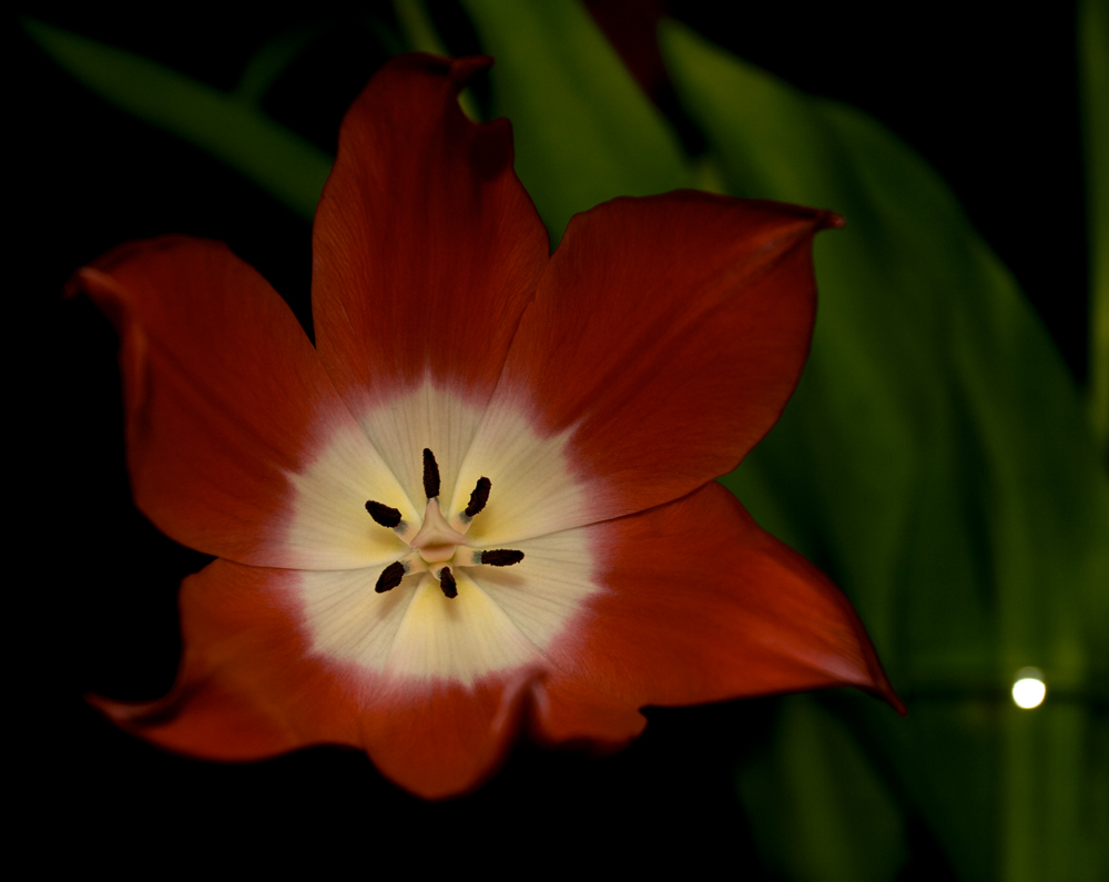 Tulpe, aufgegangen