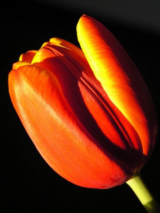 Tulpe aus A.