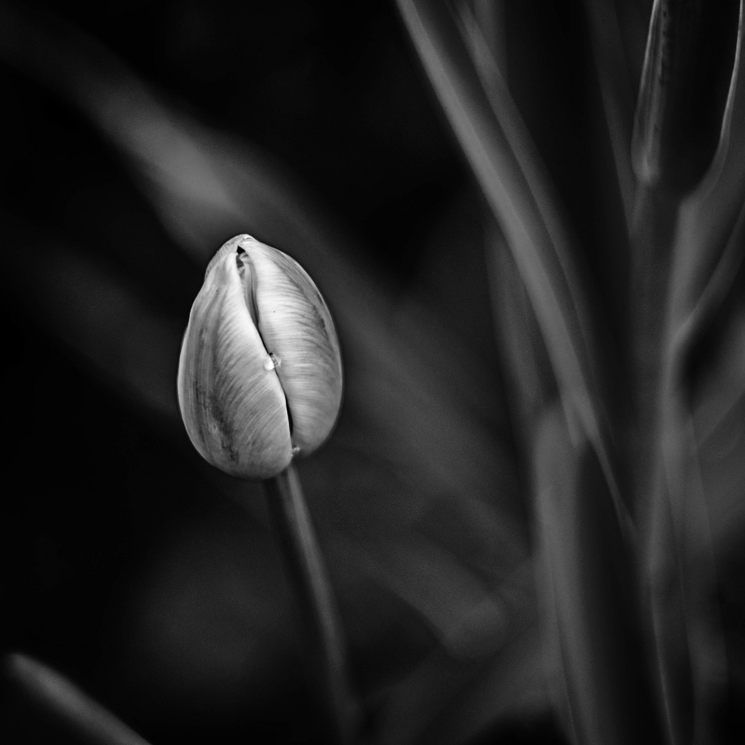 Tulpe aus Amsterdam 